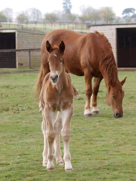 Suffolk Punch Trust 1 Suffolk Punch Trust