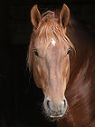 Suffolk Punch Trust 2 Suffolk Punch Trust