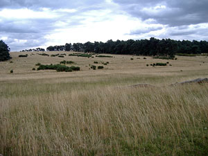 walk in suffolk