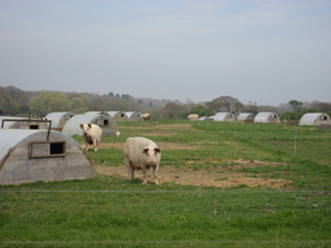 Covehithe Pigs
