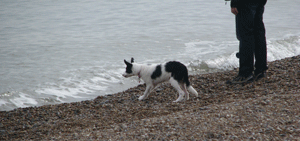 Dog Friendly Beaches in Suffolk