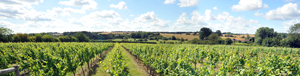 Suffolk Vineyards