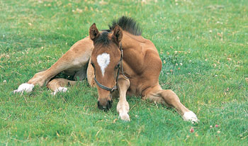 National Stud Newmarket