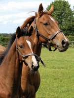places to visit newmarket