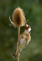 rspb places to go
