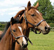 The National Stud, Newmarket