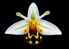 Glass Making Courses at Hart Glass, Cavendish