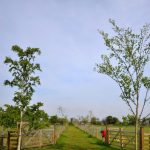 Shottisham campsite
