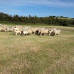 The White Horse campsite