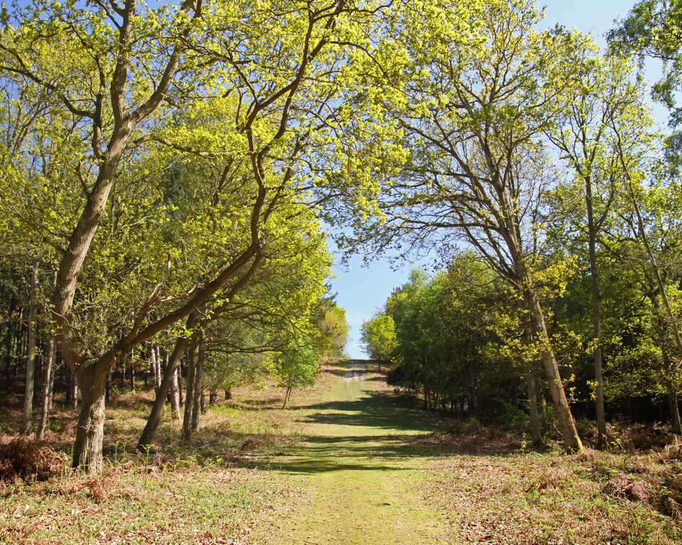 Courses in Suffolk