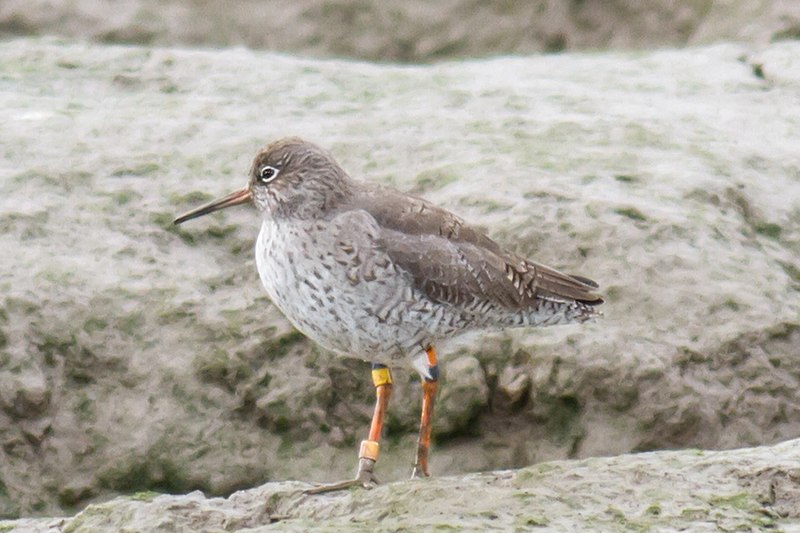 RSPB Havergate Island