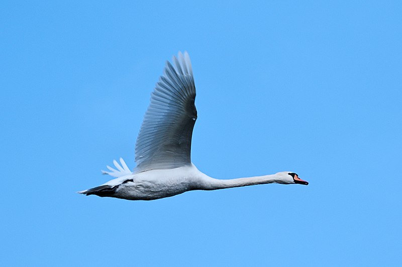 RSPB Lakenheath Fen