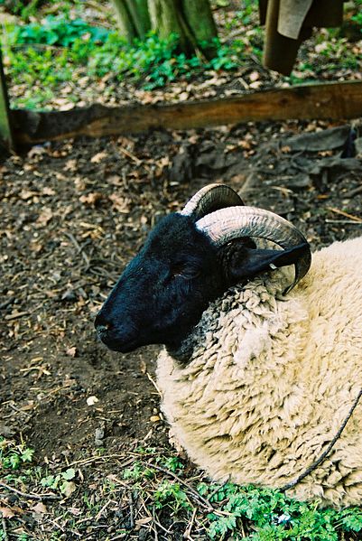 401px-kentwell hall sheep