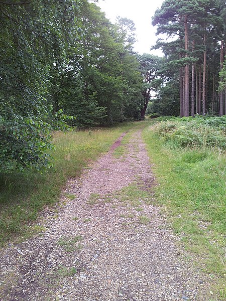 450px-track through brandon country park - geograph.org.uk - 3071952