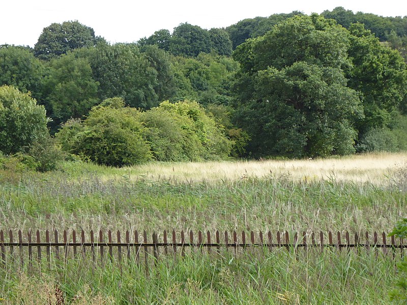800px-bourne park reed beds 5
