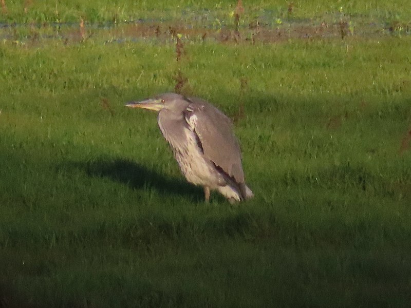 800px-grey heron%2c sudbury water meadows - flickr - kitmasterbloke