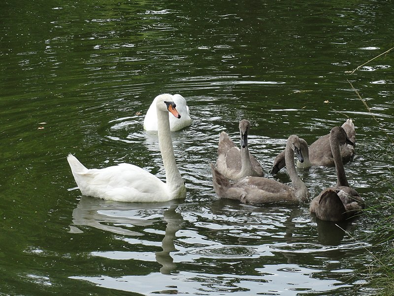 800px-hythe%2c royal military canal - geograph.org.uk - 2797235