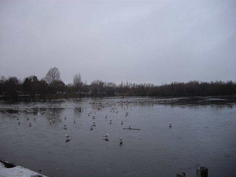 800px-needham lake%2c needham market - geograph.org.uk - 2188799