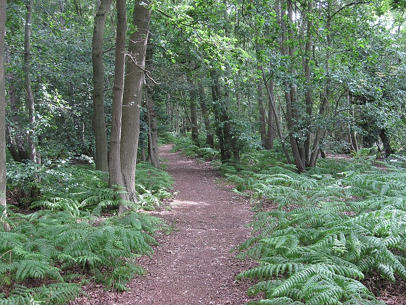 800px-path on redgrave and lopham fen - geograph.org.uk - 2100991