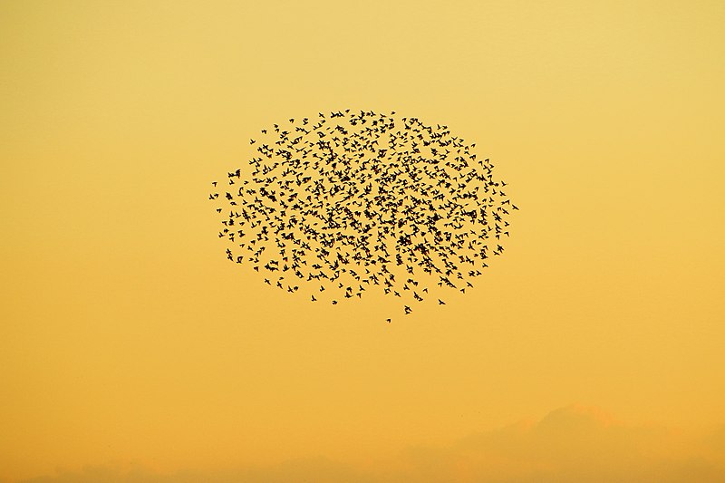 800px-starling murmuration - rspb minsmere %2822055481292%29