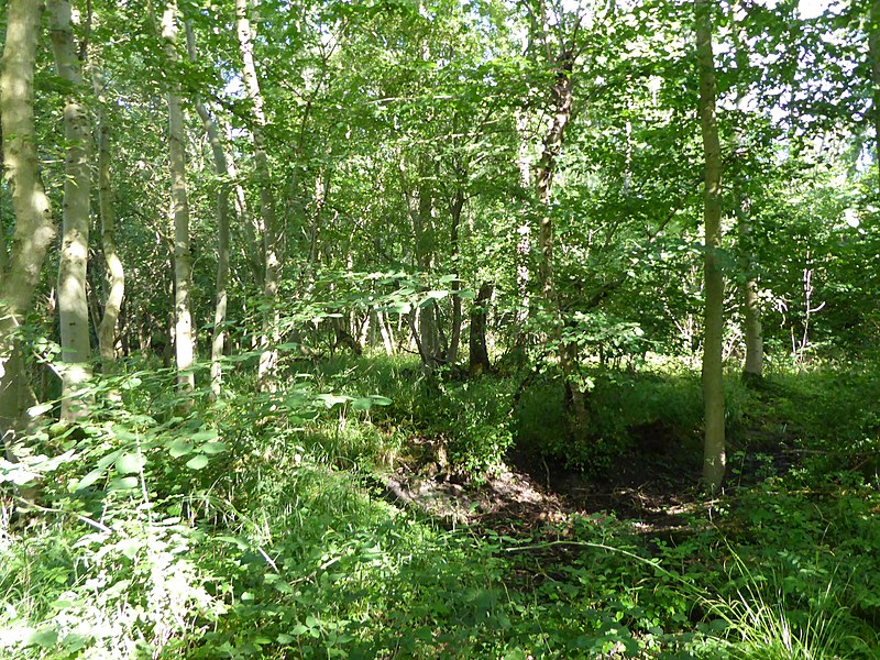 800px-wolves wood 2