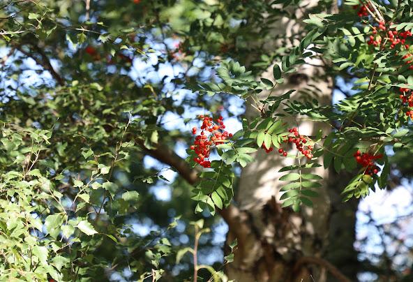 5 Best and Fun Things To Do In Rendlesham, Suffolk