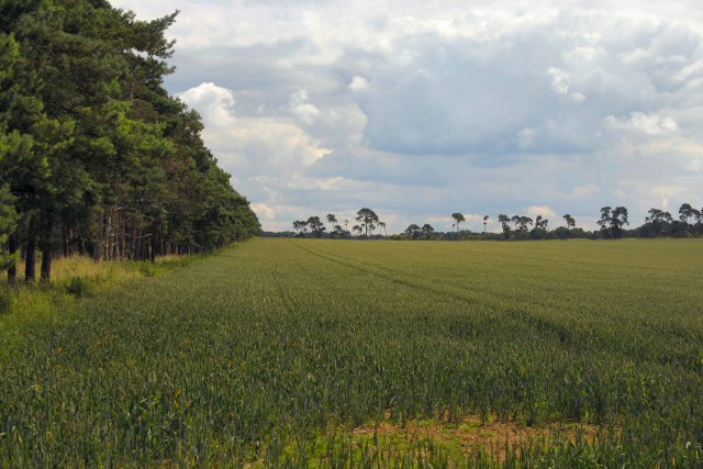 Farmland near high lodge - geograph.org.uk - 481894