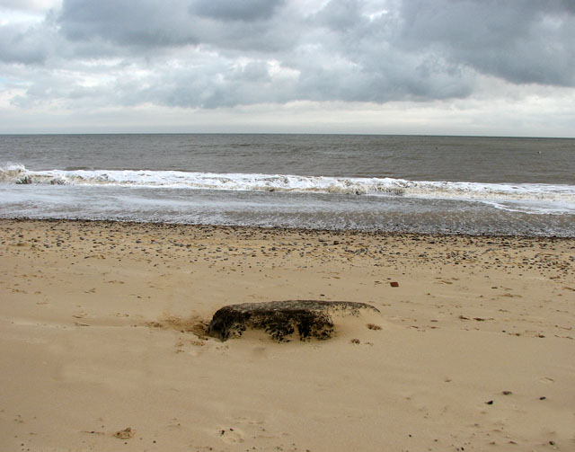 Lump of ancient peat on the beach by easton broad - geograph.org.uk - 2132931