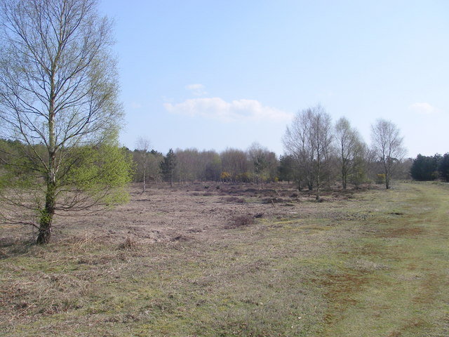 Roadside glade - rendlesham forest - geograph.org.uk - 397775