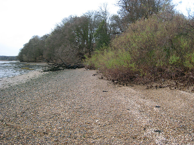 Wooded shoreline near orwell park house - geograph.org.uk - 660892