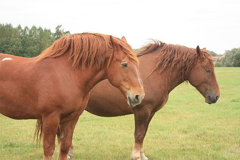 Horseriding