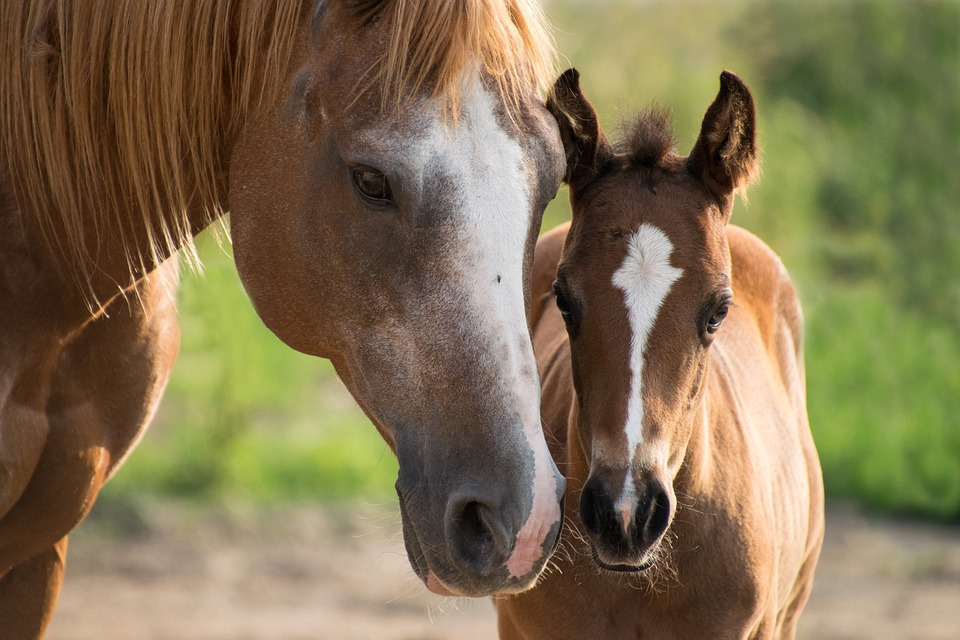 Horseriding