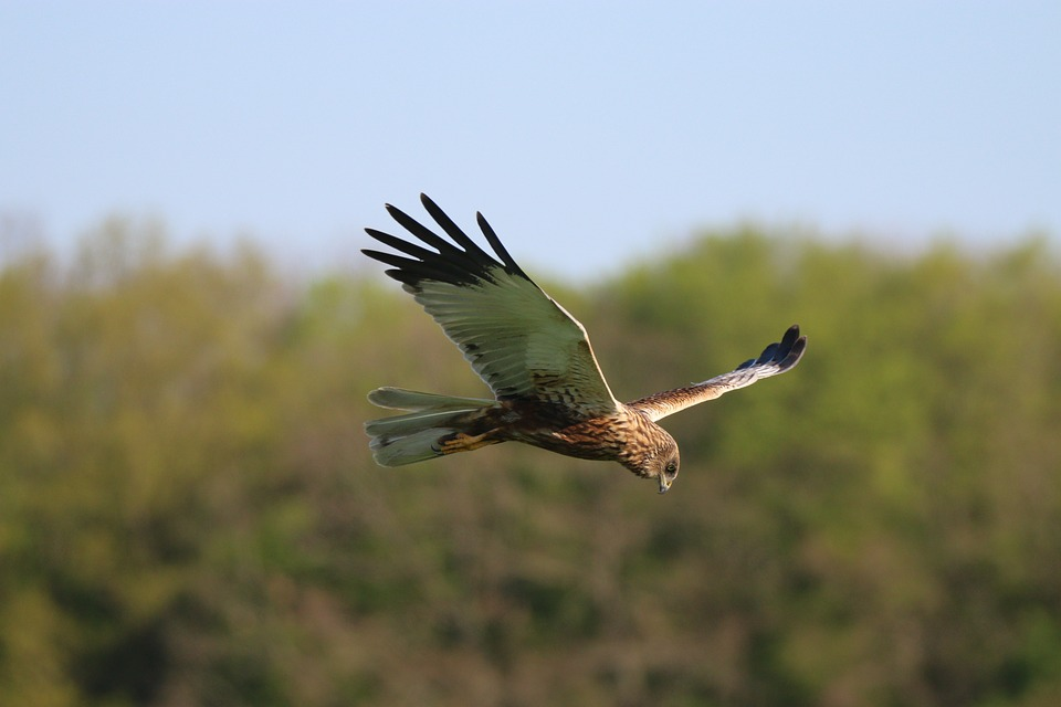 Birdwatching in Suffolk