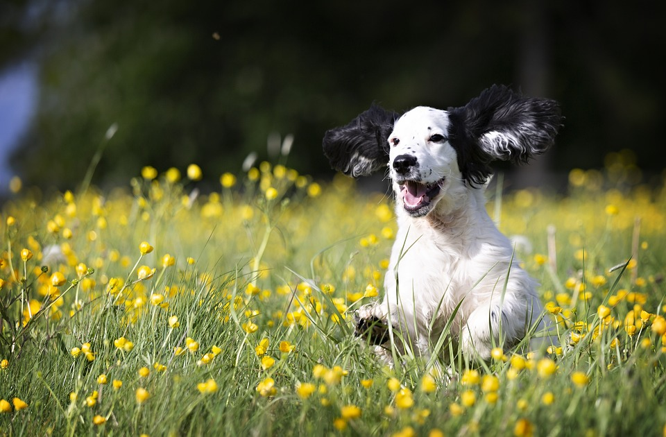 Dog-Friendly Suffolk