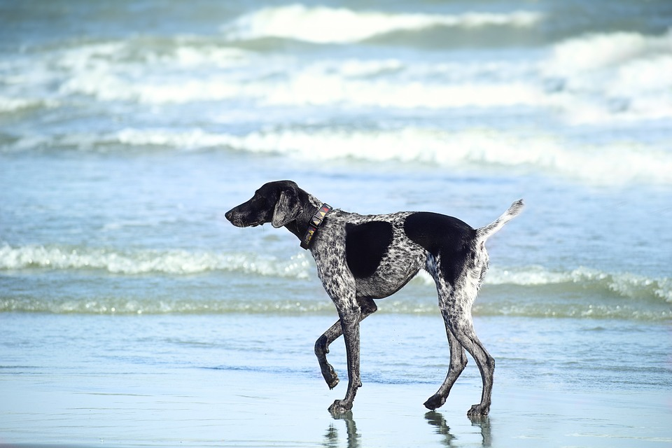 The Best Dog-Friendly Beaches, Suffolk