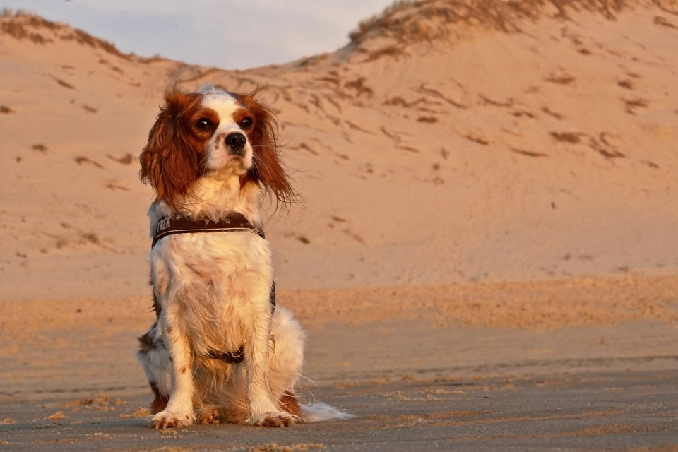 The Best Dog-Friendly Beaches, Suffolk