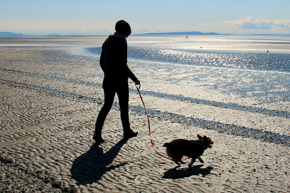 The Best Dog-Friendly Beaches, Suffolk