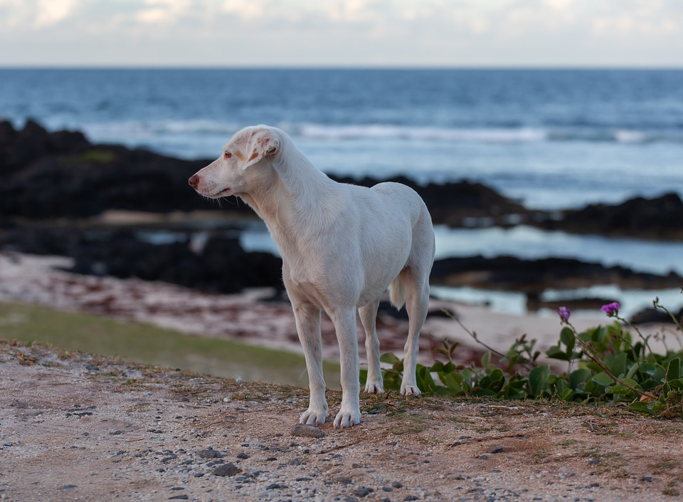 The Best Dog-Friendly Beaches, Suffolk