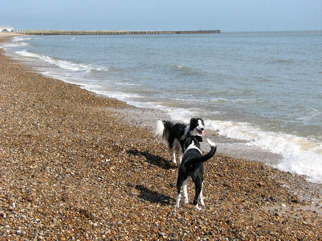 The Best Dog-Friendly Beaches, Suffolk