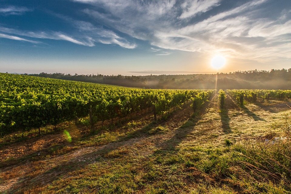 Suffolk Vineyards and Wine