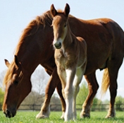 Suffolk Punch Horses