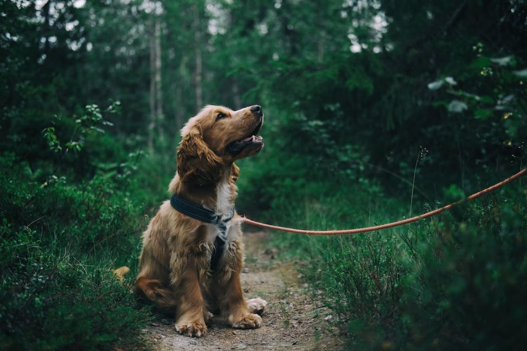 Dog Friendly Accommodation in Suffolk